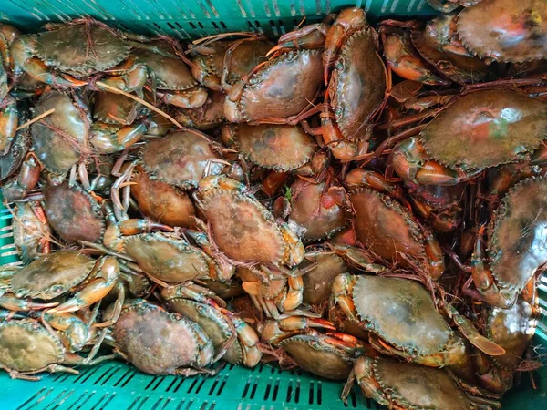 Lots Mud Crab Plastic Basket Export — Fotografia de Stock