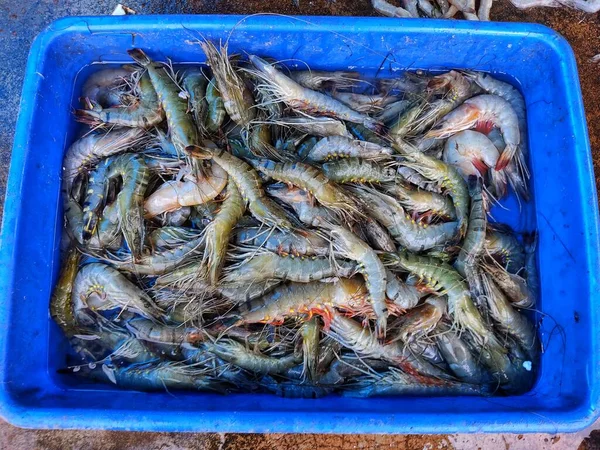 Huge Pile Tiger Prawn Sale Indian Fish Market — Fotografia de Stock