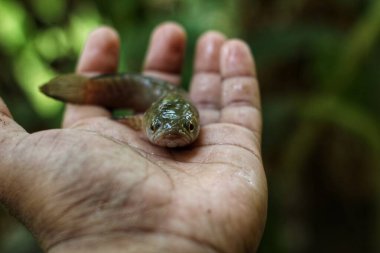 Küçük Channa yılan başlı Murrel balığı, yeşil arka planda bir çiftçinin elinde.
