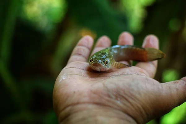 Маленькая Рыбка Моллюск Руке Фермера Красивом Зеленом Фоне Размытия — стоковое фото