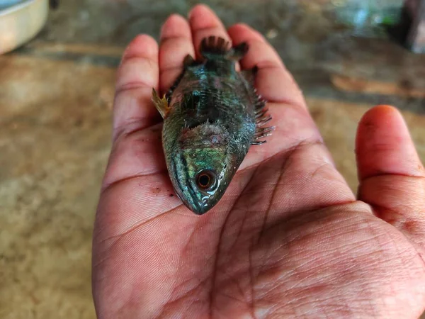 Риба Анабасу Доброму Оточенні — стокове фото