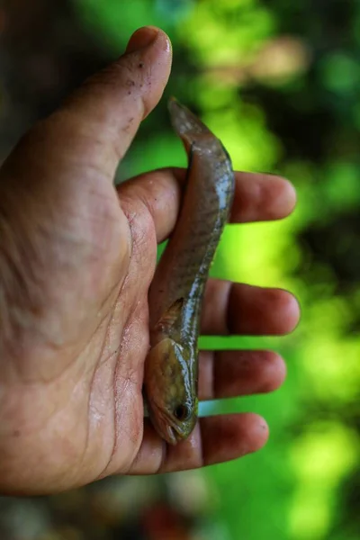 Small Channa Snakehead Murrel Fish Hand Farmer Nice Green Blur — стоковое фото