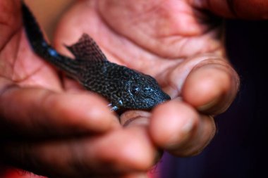 Yavru timsah balığı pleco kedi balığı elinde arka planda güzel bulanık Hypostomus plecostomus balığı