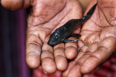Yavru timsah balığı pleco kedi balığı elinde arka planda güzel bulanık Hypostomus plecostomus balığı
