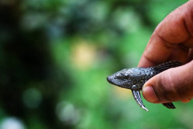 bebek timsah balığı pleco catfish güzel bulanık arka planda Hypostomus plecostomus balığı güzel bulanık arka plan duvar kağıdı HD
