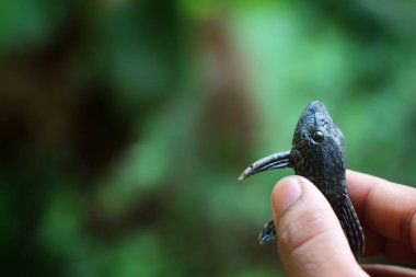 bebek timsah balığı pleco catfish güzel bulanık arka planda Hypostomus plecostomus balığı güzel bulanık arka plan duvar kağıdı HD