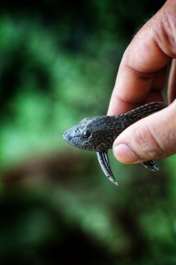 bebek timsah balığı pleco catfish güzel bulanık arka planda Hypostomus plecostomus balığı güzel bulanık arka plan duvar kağıdı HD
