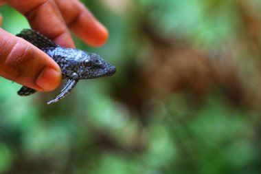 bebek timsah balığı pleco catfish güzel bulanık arka planda Hypostomus plecostomus balığı güzel bulanık arka plan duvar kağıdı HD