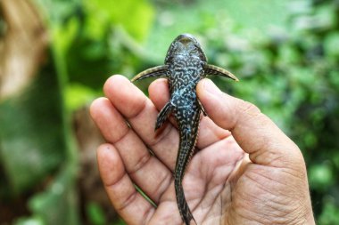 bebek timsah balığı pleco catfish güzel bulanık arka planda Hypostomus plecostomus balığı güzel bulanık arka plan duvar kağıdı HD