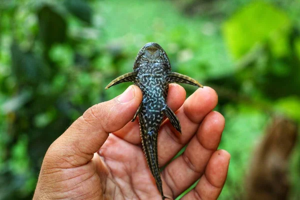 Baby Crocodile Fish Pleco Catfish Hand Nice Blur Background Hypostomus — Stockfoto