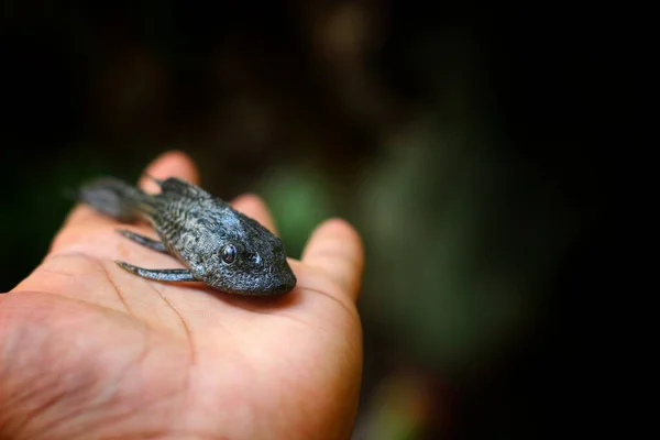 Baby Krokodille Fisk Pleco Havkat Hånden Flot Slør Baggrund Hypostomus - Stock-foto