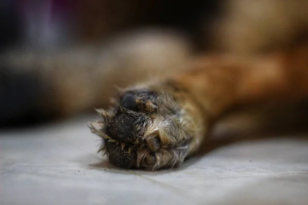 Leg German Shepherd Dog Hind Limb Dog — Stock Photo, Image