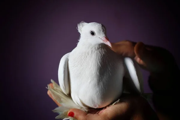 Vit Duva Handen Kvinna Fin Bakgrund Fågel Fred — Stockfoto