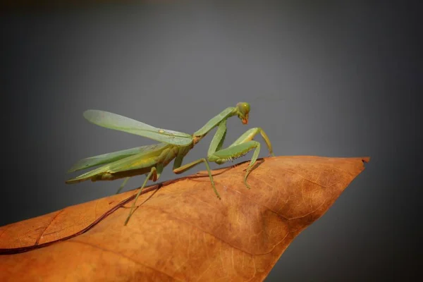ハンター緑Mantis座っている乾燥葉のために狩りのために獲物 — ストック写真