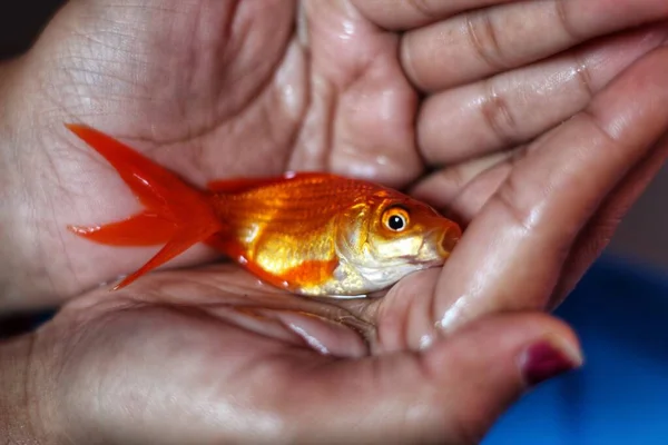 Goldfish Hand Woman Holding Gold Fish Hand — Stock Photo, Image