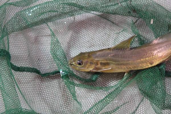 Mystus Fish Net Tegra Fish Catching Cast Net Native Seenghala — Foto Stock
