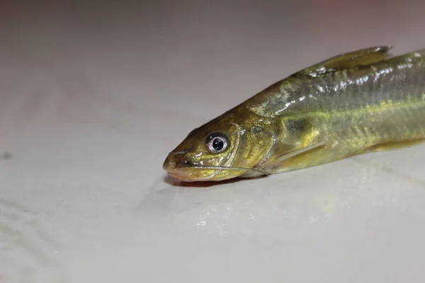 Mystus Fisch Netz Tégra Fisch Fangen Mit Wurfnetz Einheimischen Seenghala — Stockfoto