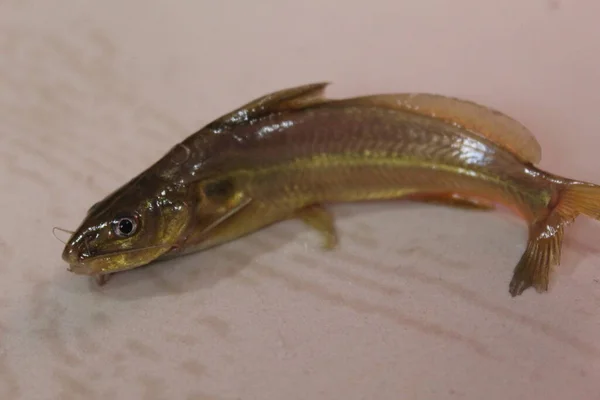 Mystus Fisch Netz Tégra Fisch Fangen Mit Wurfnetz Einheimischen Seenghala — Stockfoto