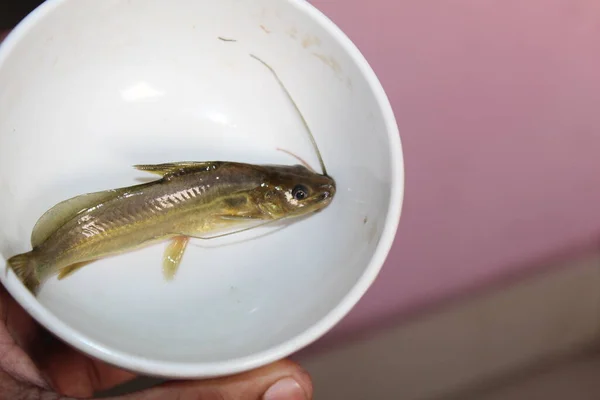 Mystus Fisch Netz Tégra Fisch Fangen Mit Wurfnetz Einheimischen Seenghala — Stockfoto