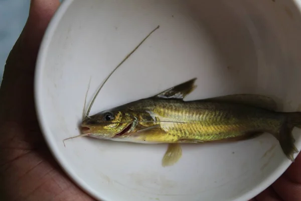Риба Їжак Чистоті Теґра Ловить Кислими Сітками Місцевих Видів Індійських — стокове фото