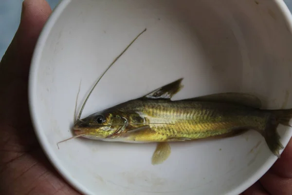 Mystus fish in net tegra fish catching with cast net native seenghala kantia fish species of India