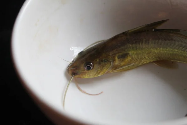 Mystus Tegra Fisch Einem Topf Stechen Seenghala Fisch Kantia Machha — Stockfoto