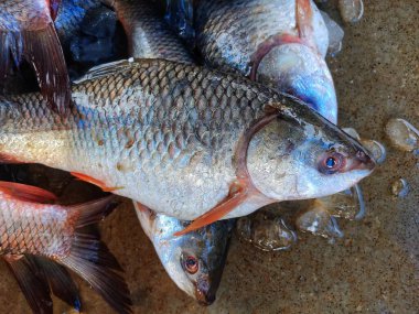 Hint balık pazarında buzlu taze toplanmış rohu balığı yığını Labeo rohita balık yığını HD