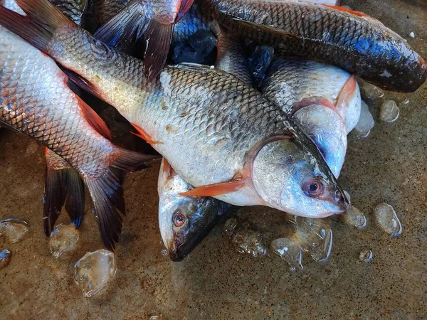 Grote Stapel Vers Geoogste Rohu Vis Met Ijs Indiase Vismarkt — Stockfoto