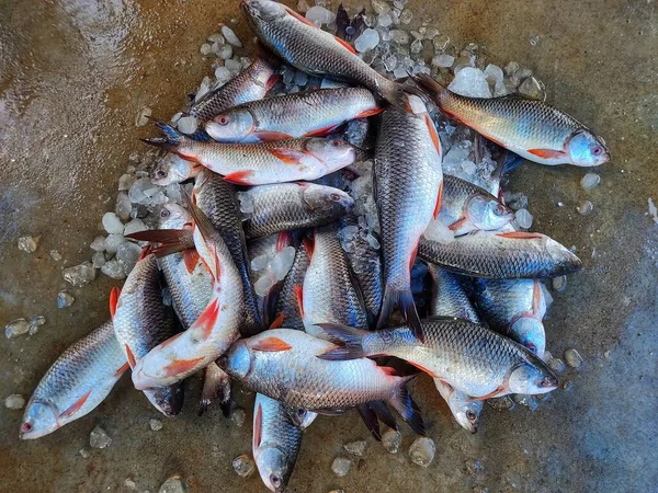 Grote Stapel Vers Geoogste Rohu Vis Met Ijs Indiase Vismarkt — Stockfoto