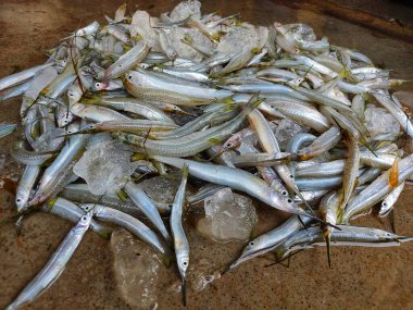 Hint balık pazarında yarım gagalı balık kübü yerde yarım gagalı sivri balık.