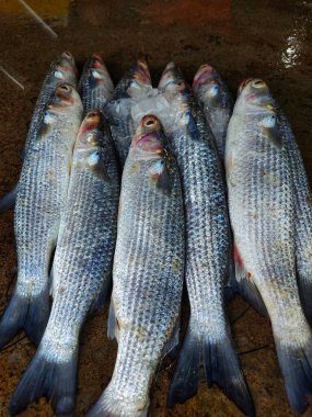 Hint balık pazarında satılmak üzere sıraya dizilmiş Mugil kafatası gri kefal balığı yığını.