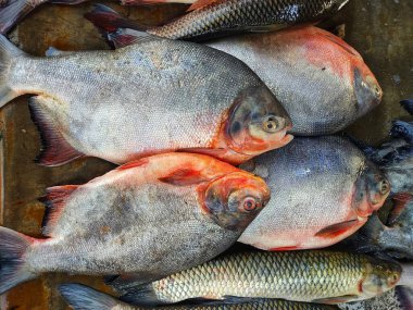 Asya balık pazarında satılmak üzere sıraya dizilmiş roopchandi balığı sürüsü.