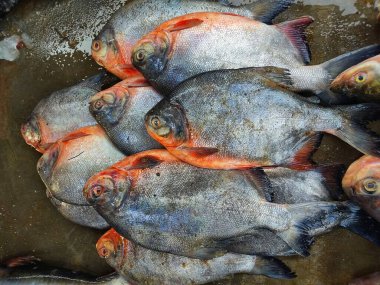 Asya balık pazarında satılmak üzere sıraya dizilmiş roopchandi balığı sürüsü.