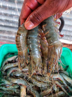 Büyük Penaeus monodon kaplan karidesi Hindistan 'daki bir çiftçi kaplan karides kültürünün ve ihracatının elinde.