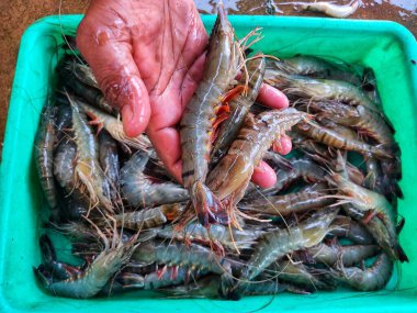 Büyük Penaeus monodon kaplan karidesi Hindistan 'daki bir çiftçi kaplan karides kültürünün ve ihracatının elinde.