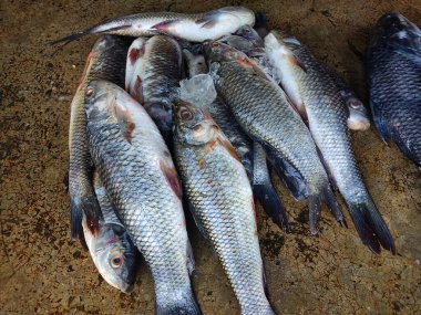 Hint balık pazarında buzlu taze toplanmış rohu balığı yığını Labeo rohita balık yığını HD