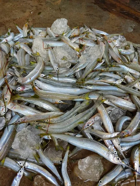 Pila Pescado Pico Medio Con Cubitos Hielo Mercado Indio Pescado —  Fotos de Stock