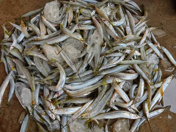 在印度鱼市场 有一半喙鱼在地板上 有一半喙鱼与冰块堆在一起 — 图库照片