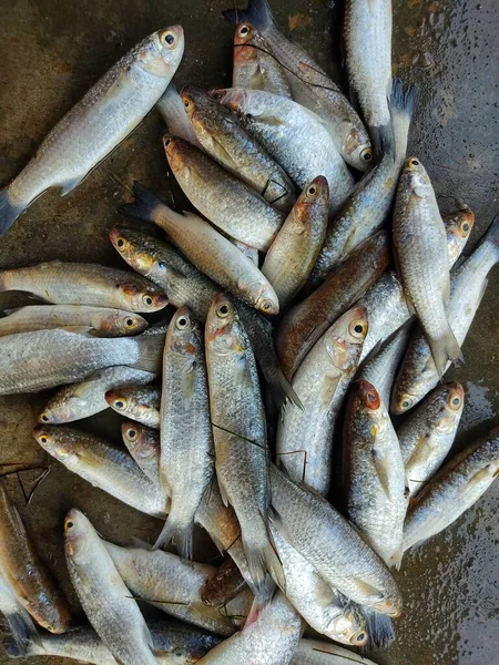 亚洲鱼类市场上出售的大量小灰头贻贝 — 图库照片