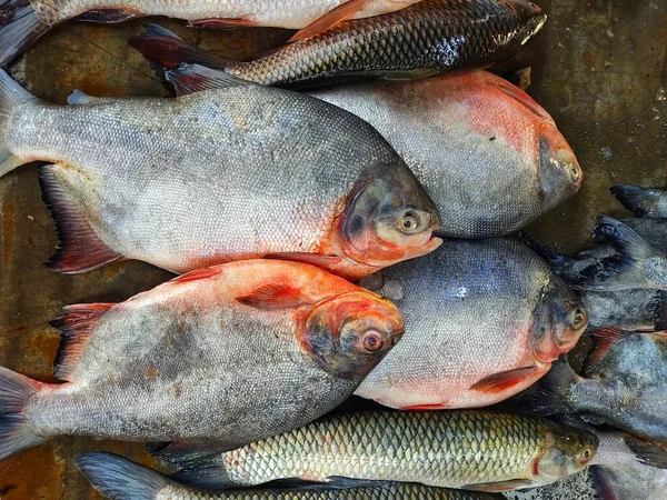 Hromada Ryb Roopchandi Pacu Uspořádaných Řadě Prodej Asijském Trhu Rybami — Stock fotografie