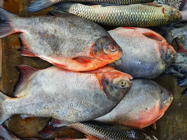 Hromada Ryb Roopchandi Pacu Uspořádaných Řadě Prodej Asijském Trhu Rybami — Stock fotografie
