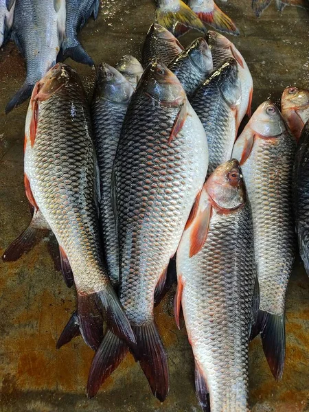 罗湖鲤鱼安排于亚洲的印度鱼类市场出售 — 图库照片