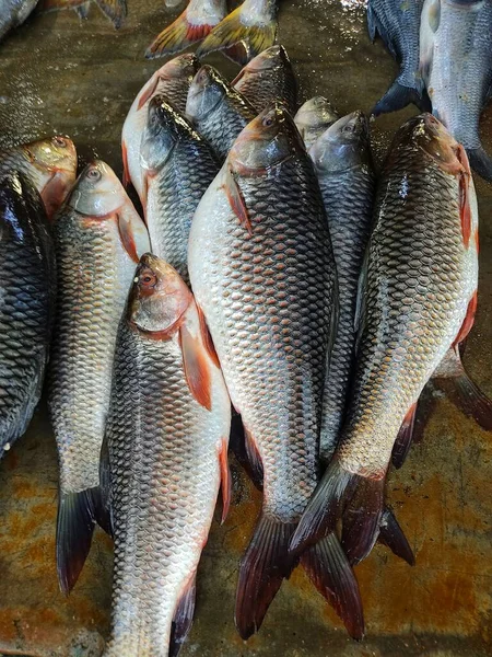 Rohu Karper Vis Gerangschikt Lijn Koop Indiase Vismarkt Azië Labeo — Stockfoto