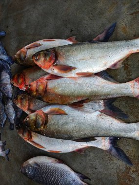 Hint balık pazarında sıralanmış gümüş sazan balığı satışı