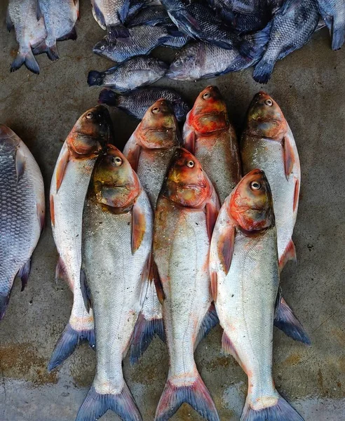 Stříbrné Kapry Uspořádané Řadě Indickém Trhu Rybami Prodej — Stock fotografie
