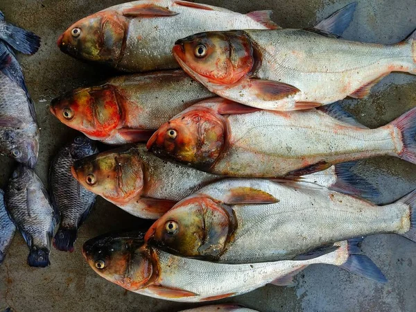 Zilveren Karper Vis Rij Gerangschikt Indiaanse Vismarkt Koop — Stockfoto