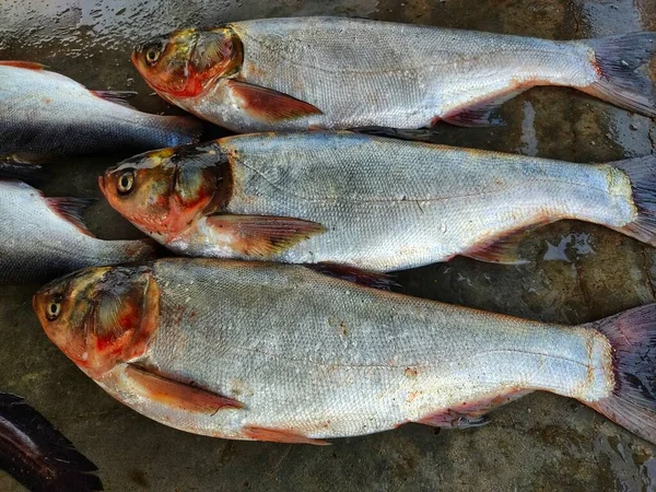 印度鱼类市场排列成行出售的银鲤鱼 — 图库照片