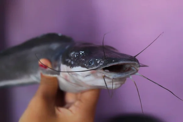 Big Magur Catfish Hand Lady Fish Farmer — Stock Photo, Image