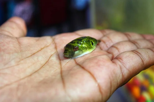 Маленька Зелена Риба Пуф Руці Красивому Розмитому Фоні — стокове фото
