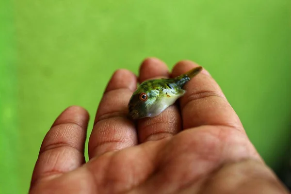 Piccolo Pesce Palla Verde Mano Bella Sfocatura Sfondo — Foto Stock